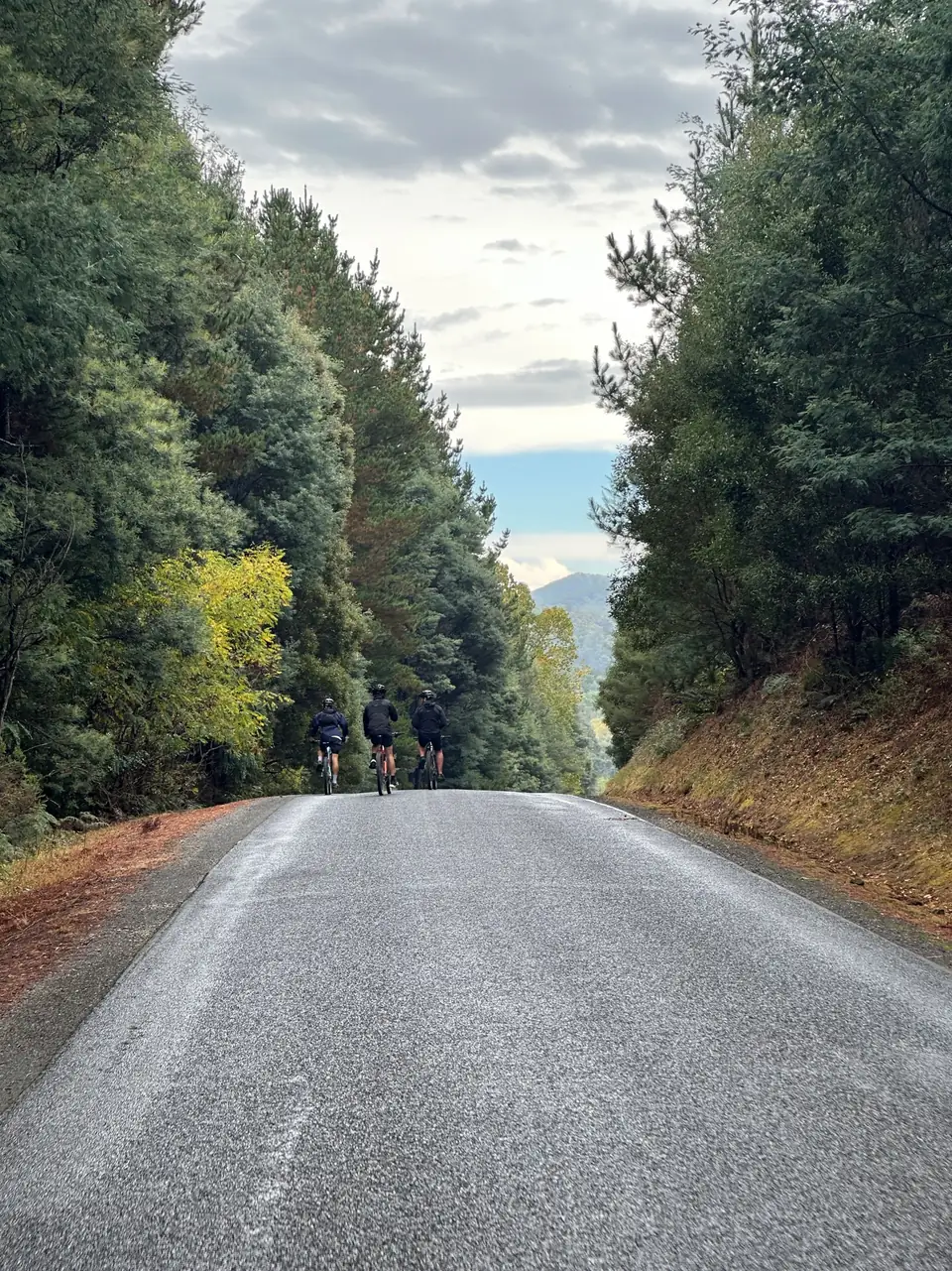 Three riders travelling together on a quiet tree-lined road